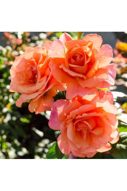 Троянда Ізі Даст Іт - відтінки червоного, помаранчевого та абрикосового